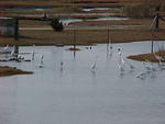 Nov. 27th, 2005 Chincoteague Island