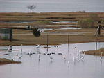 Nov. 27th, 2005 Chincoteague Island