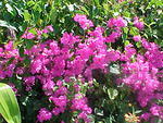 MVC_006F_007.jpg
