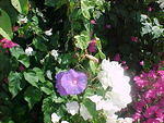MVC_007F_007.jpg