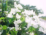 MVC_008F_007.jpg