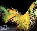 Palm on Negril beach at night